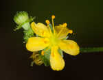 Beaked agrimony